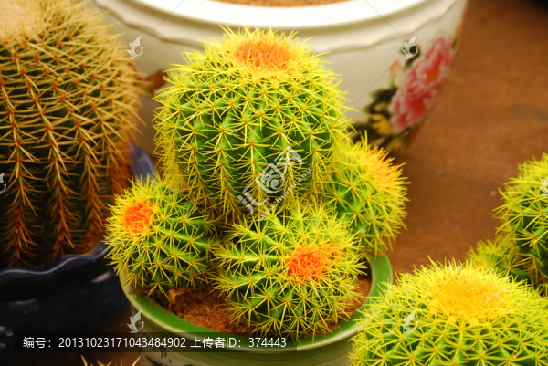 彩色仙人球
