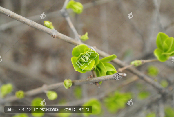 嫩芽