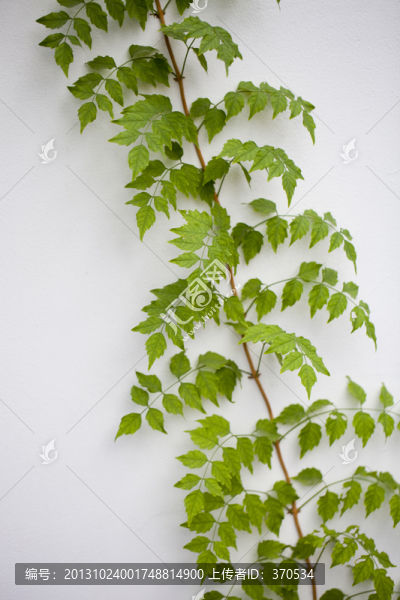 花卉,葉子,白墻,植物,靜物