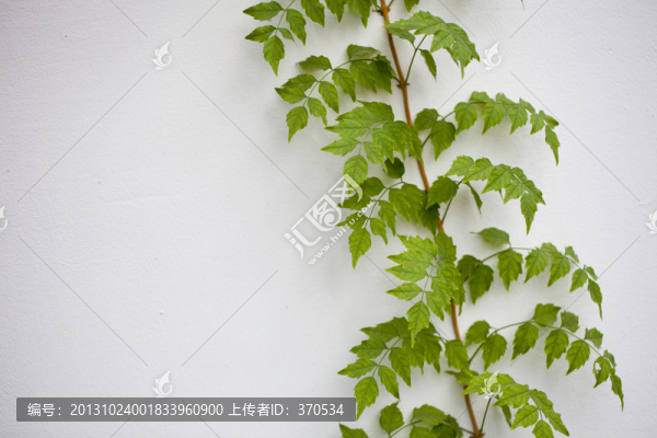 花卉,葉子,植物,微距,靜物