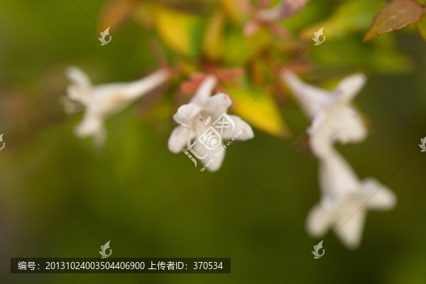喇叭花,花卉,葉子,植物,微距