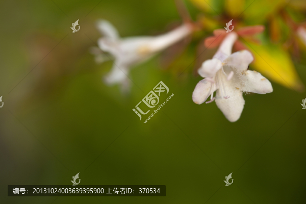 喇叭花,花卉,葉子,植物,微距