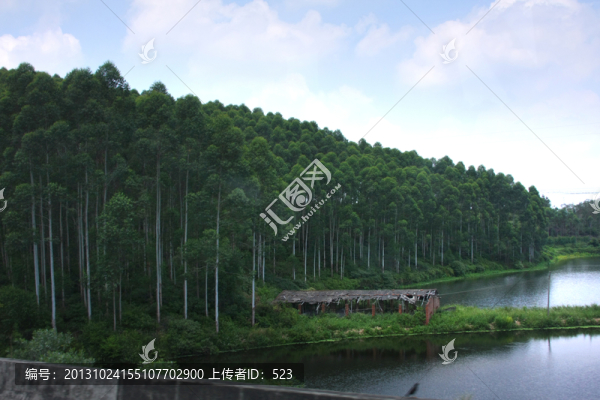 桉樹林
