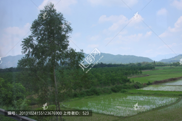 水稻田