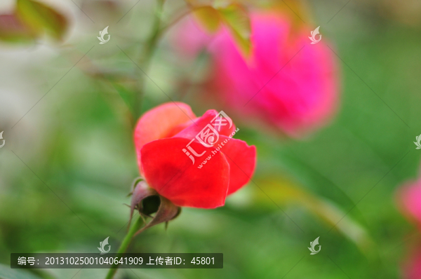 月季