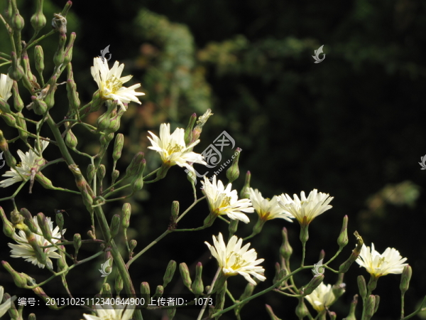 野花,野菊
