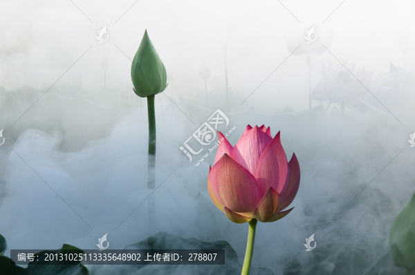 荷花