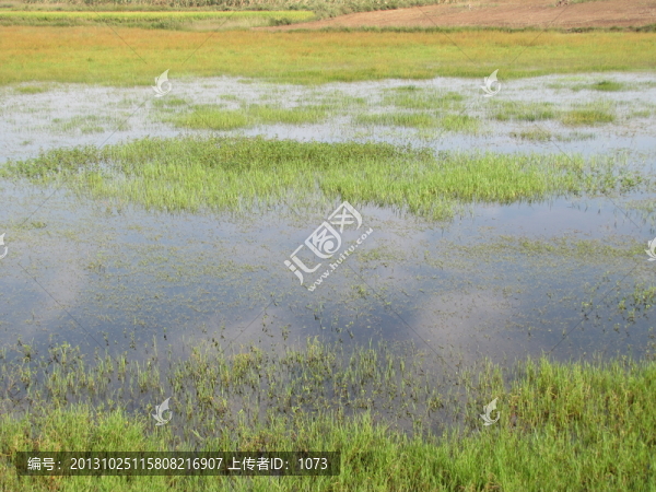 沼澤,水草地