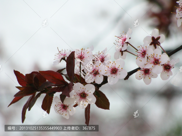 紫葉李