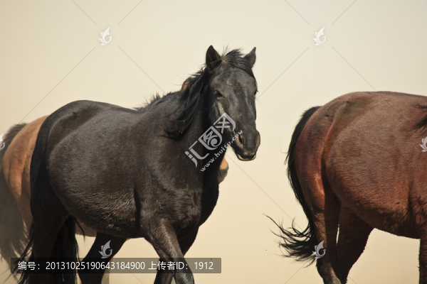 馬