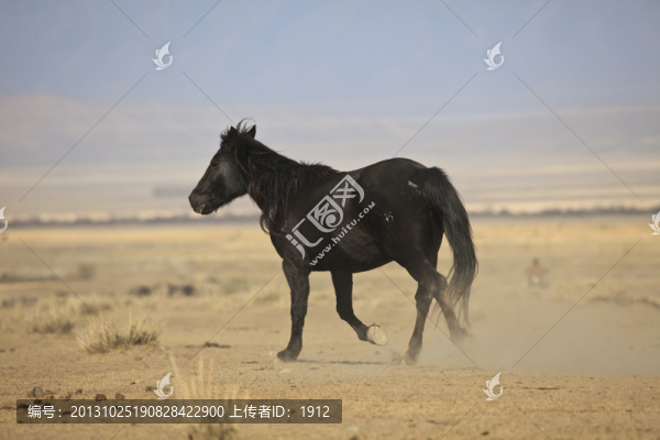 馬