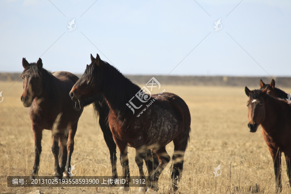 馬