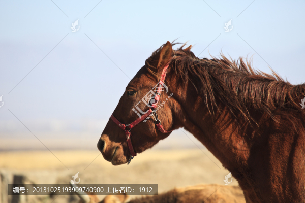 馬