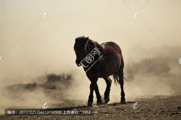 馬