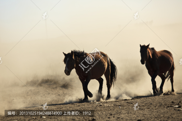 馬