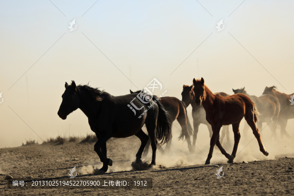 馬