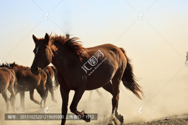 馬