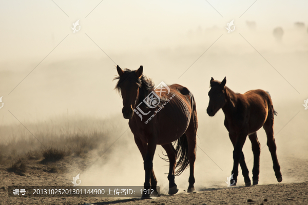 馬