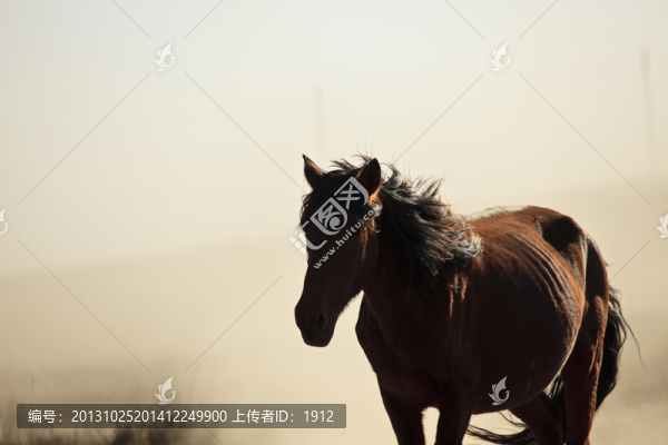 馬
