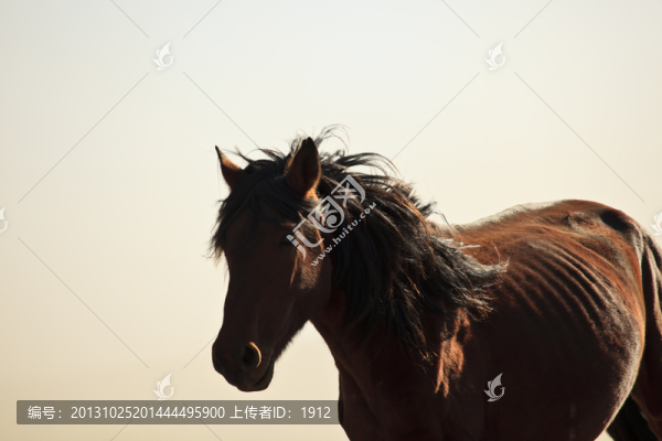 馬