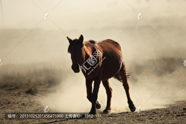 馬