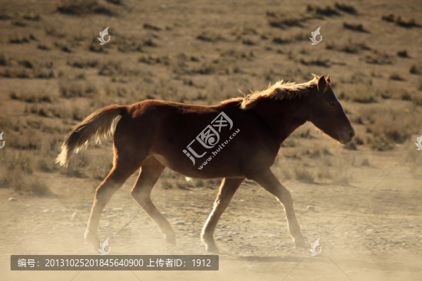 馬駒