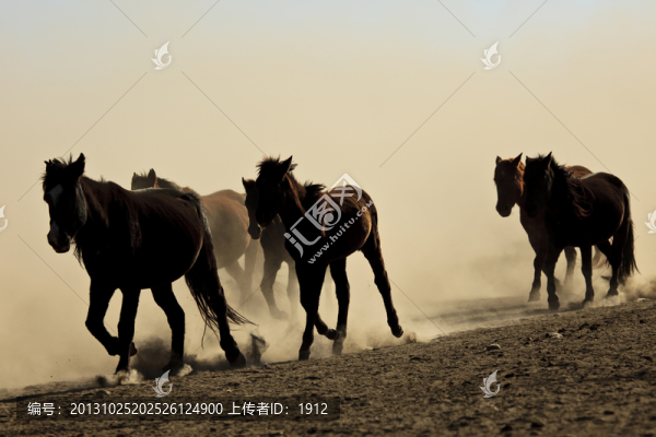 馬群