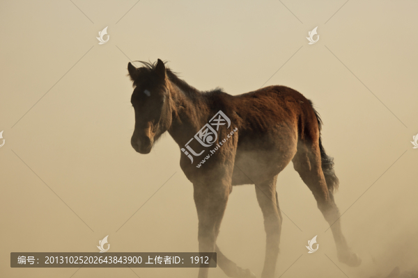 馬駒