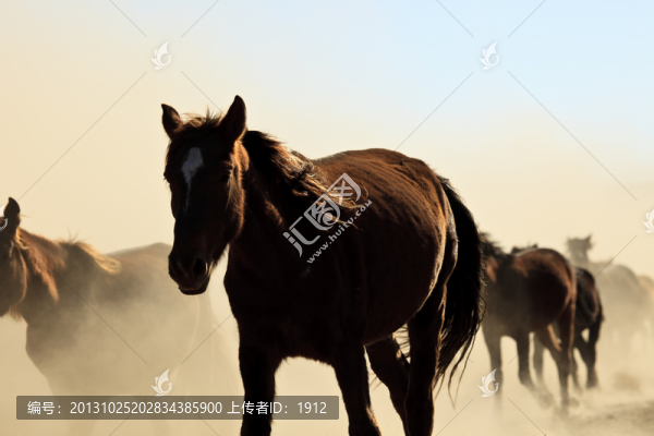 馬