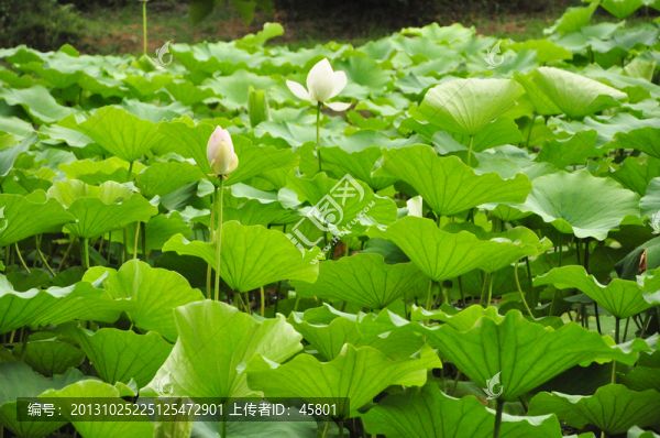 荷葉,荷花,蓮蓬,荷塘,藕花