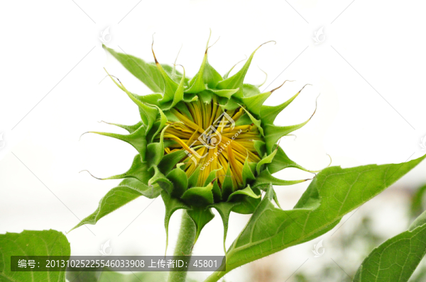 向日葵,向陽(yáng)花,,白云,花瓣