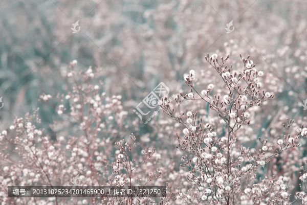 蒲公英