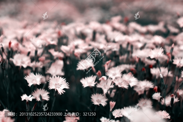 花叢