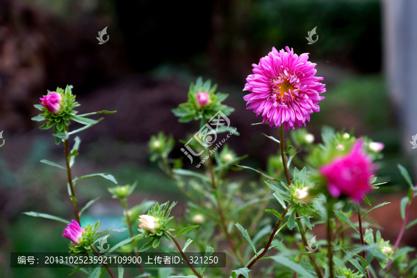 菊花