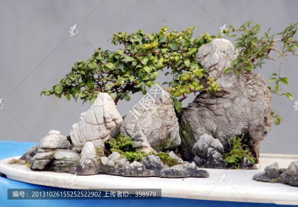 盆景