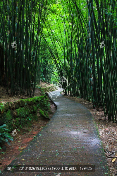 四洞溝翠竹林蔭小道