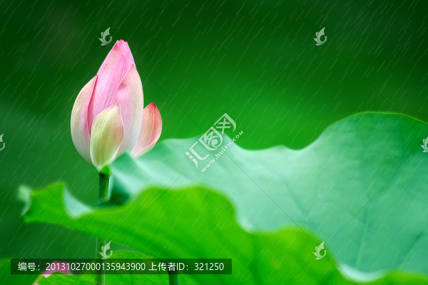 雨荷