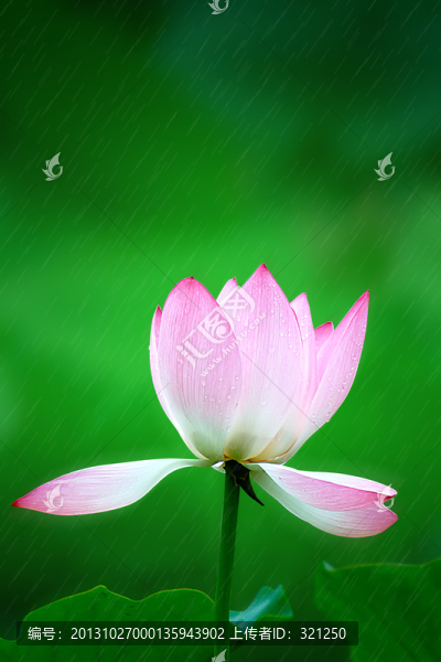 雨荷