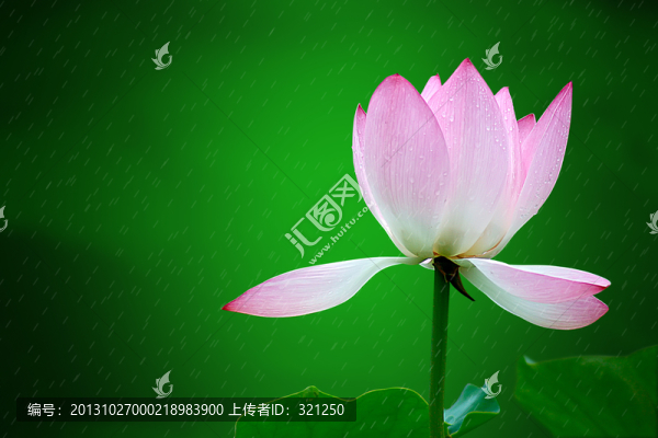雨荷