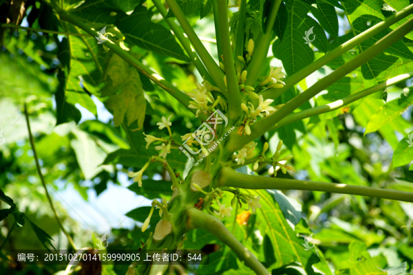 木瓜花