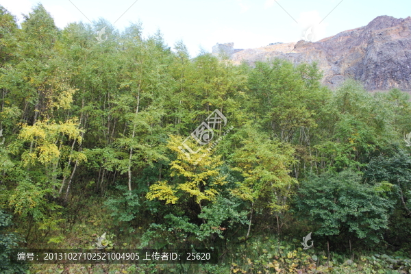 長白山原始森林