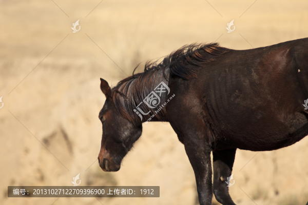 馬