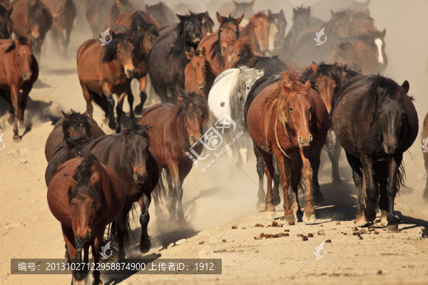 馬