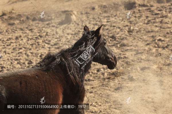 馬