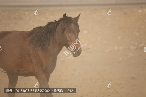 馬