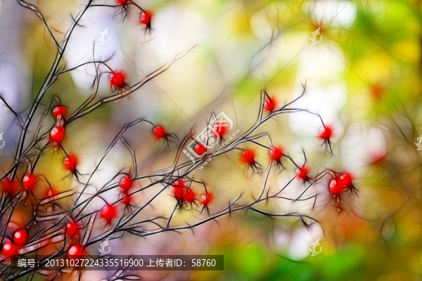 紅果迎秋,電腦畫