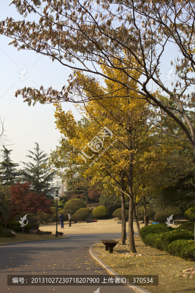 曲陽公園,園林,休閑場所,樹木