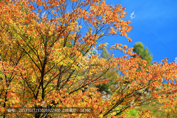 秋樹紅葉