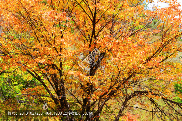 秋樹紅葉