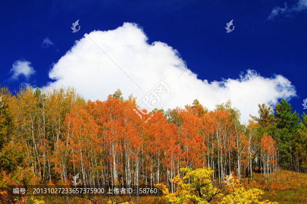 秋樹紅葉